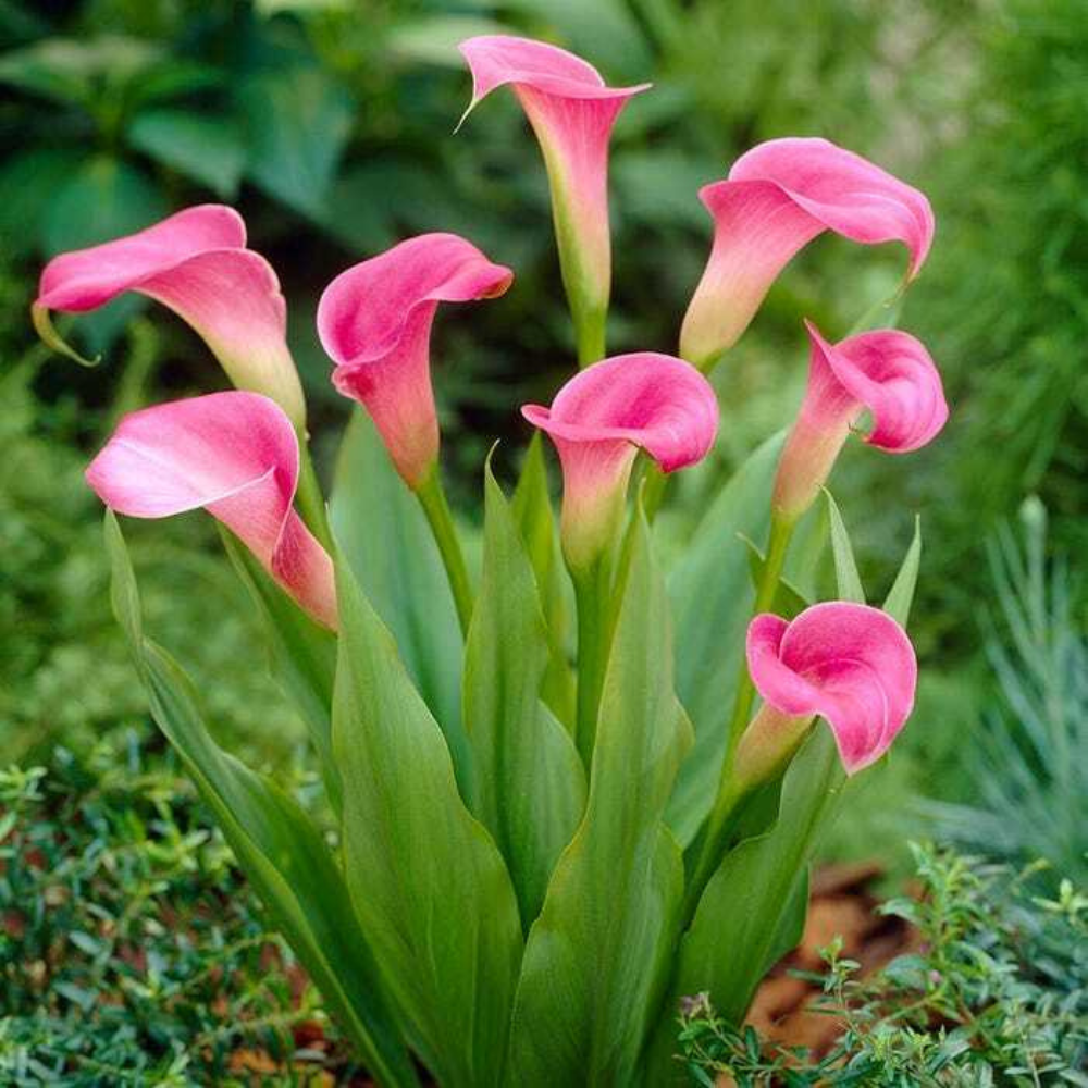 Pink Calla Lily Flower Live Plant | www.seedsplantworld.com