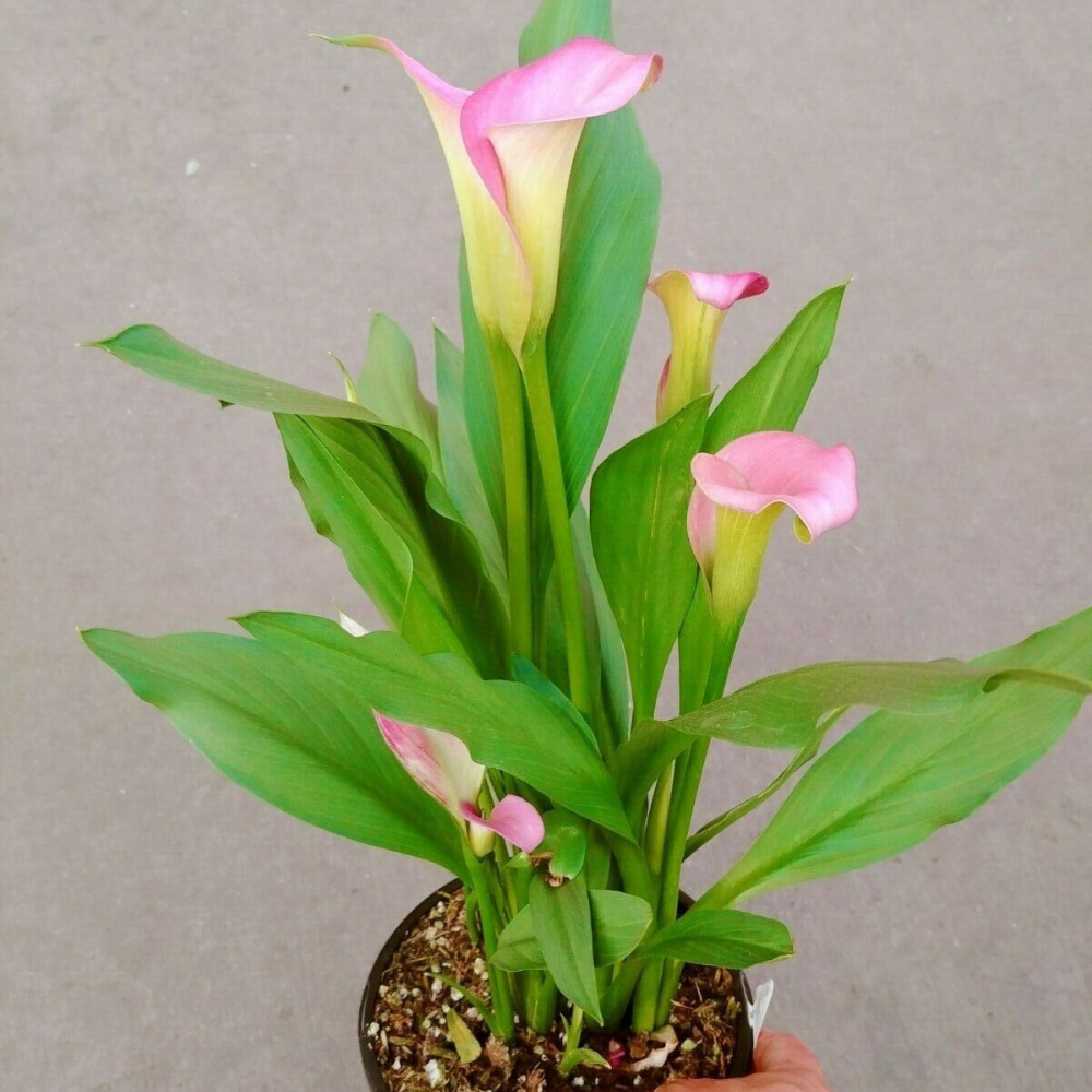 Pink Calla Lily Flower Live Plant