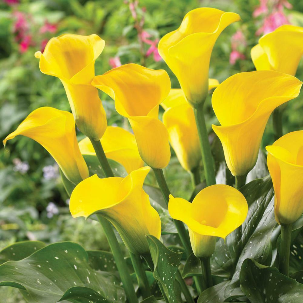 Gold Calla Lily Flower Live Plant | www.seedsplantworld.com