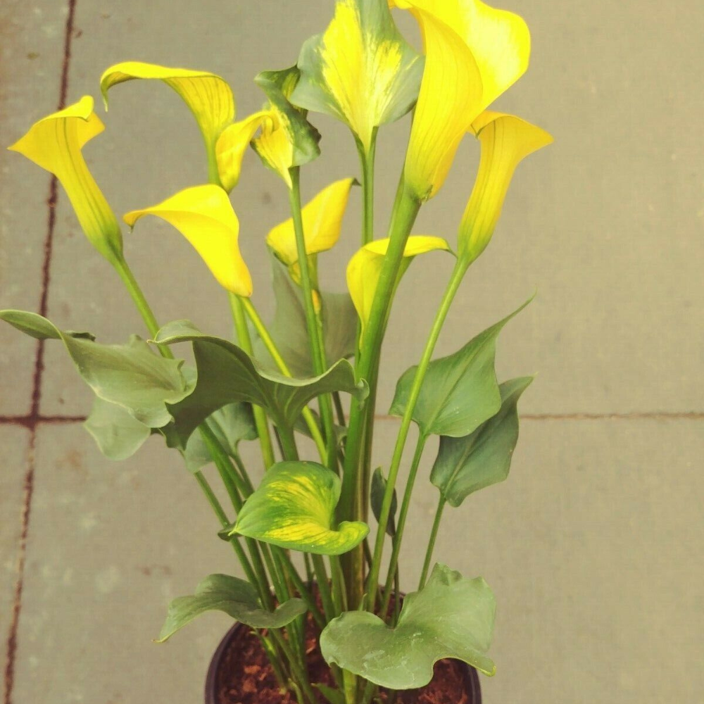 Gold Calla Lily Flower Live Plant