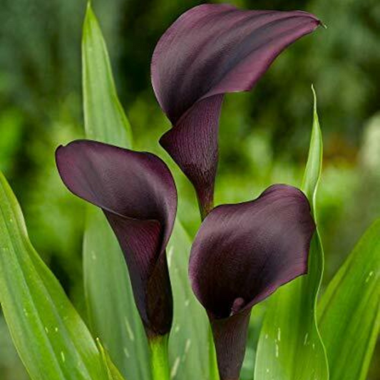 Purple Calla Lily Flower Live Plant | www.seedsplantworld.com