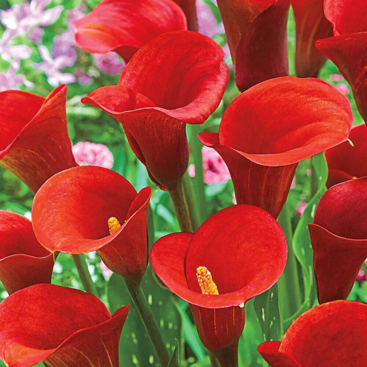 Red Calla Lily Flower Live Plant | www.seedsplantworld.com