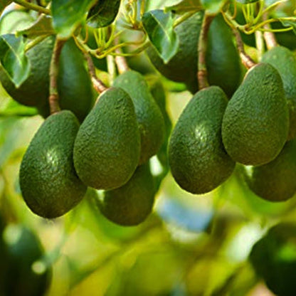 Avocado Hass Grafted Plants Fruit Tree