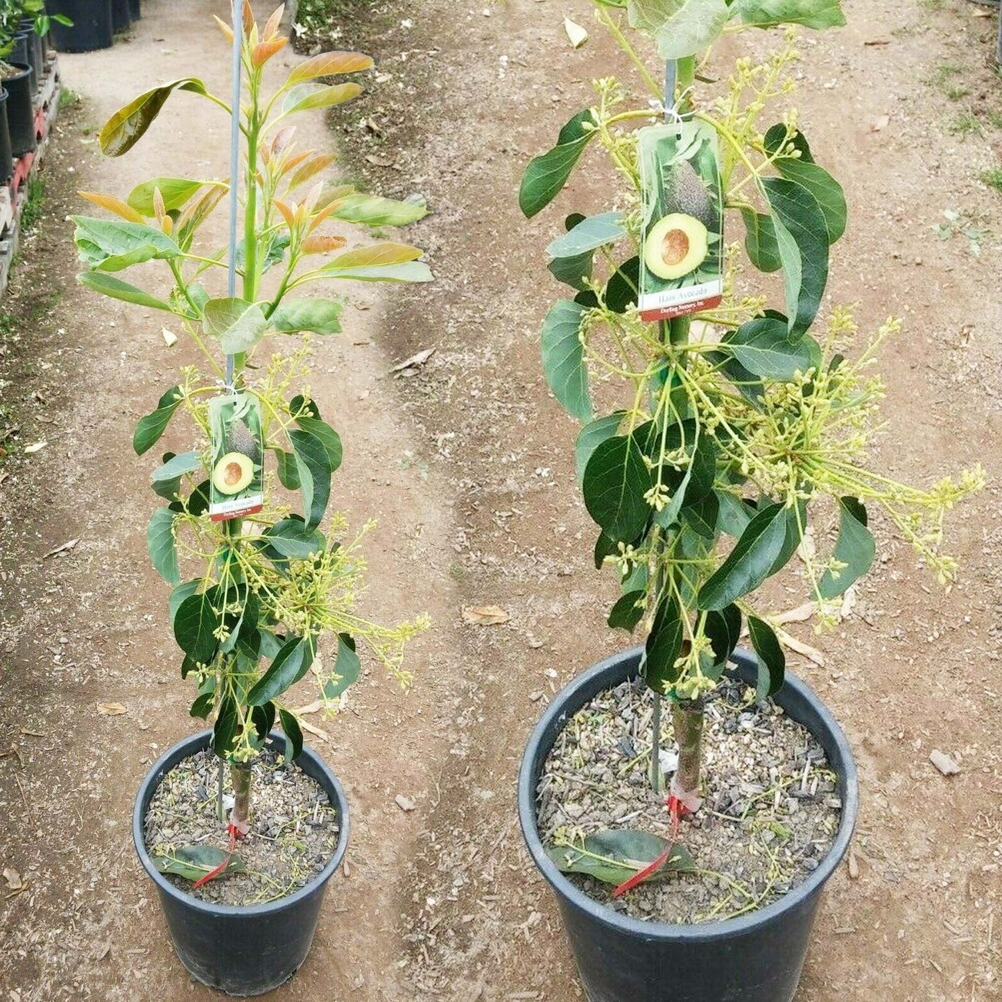 Avocado Hass Grafted Plants Fruit Tree