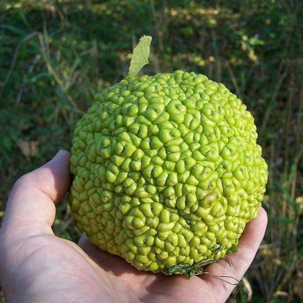 10 Hedge Apple Osage Orange Horse Apple Monkey Ball Maclura Pomifera Tree Seeds | www.seedsplantworld.com