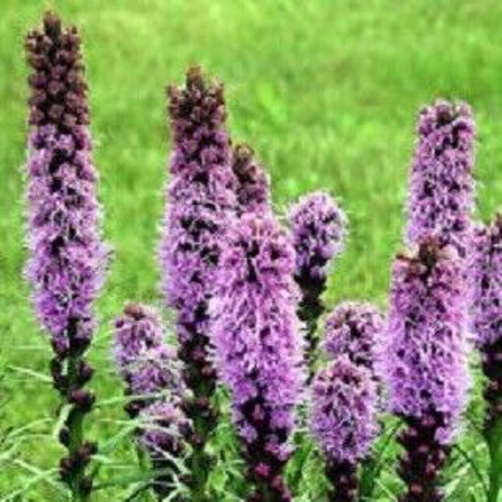 500 Purple Blazing Star Gayfeather Liatris Spicata Flower Seeds | www.seedsplantworld.com