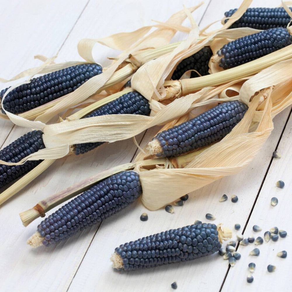 50 Blue Popcorn Blue Kernels Pop White Corn Zea Mays Vegetable Seeds | www.seedsplantworld.com