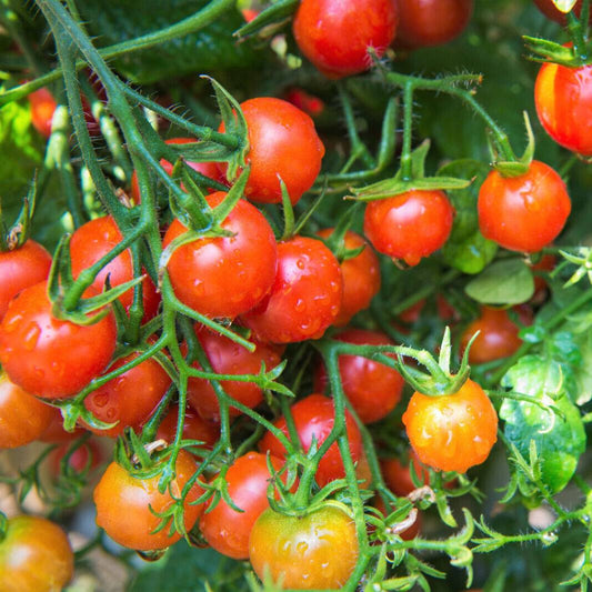 80 Sub Arctic Plenty Tomato Fruit Seeds | www.seedsplantworld.com