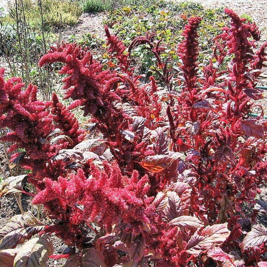 500 Midnight Red Amaranthus Cruentus Amaranth Flower Leaf Vegetable Seeds | www.seedsplantworld.com