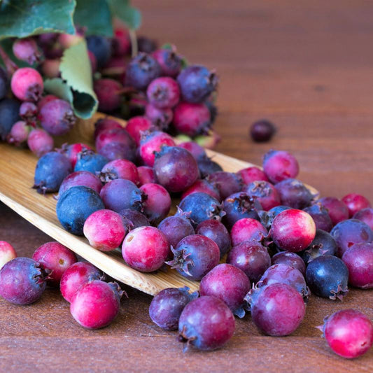 20 Saskatoon Serviceberry Juneberry Amelanchier Alnifolia Purple Fruit Seeds | www.seedsplantworld.com