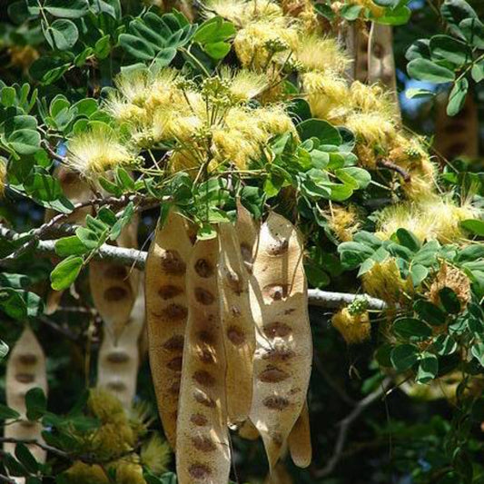 20 Woman's Tongue Tree White Mimosa Nectar Flower Seeds | www.seedsplantworld.com