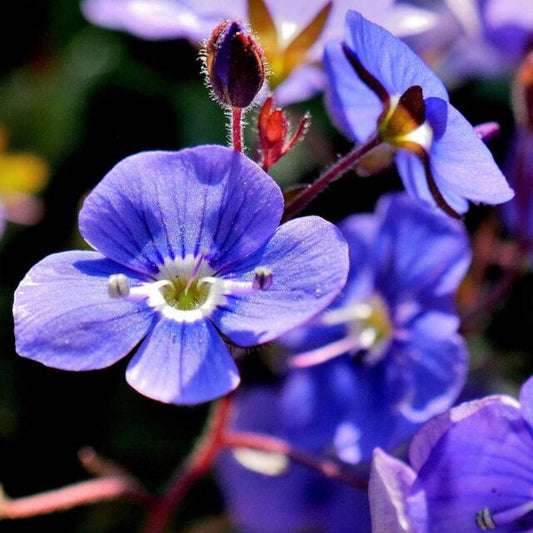 50 Creeping Blue Speedwell / Veronica Repens Flower Seeds | www.seedsplantworld.com