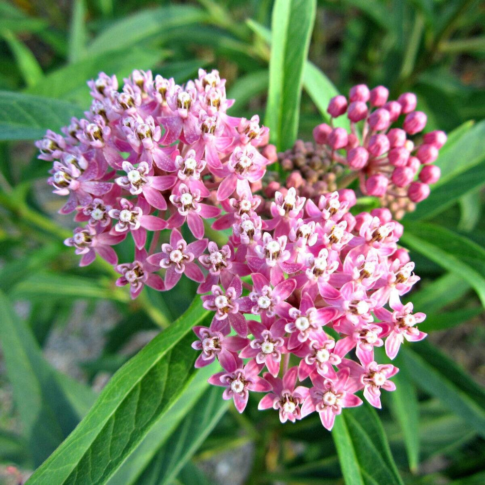 100 Pink Common Milkweed Flower Seeds | www.seedsplantworld.com