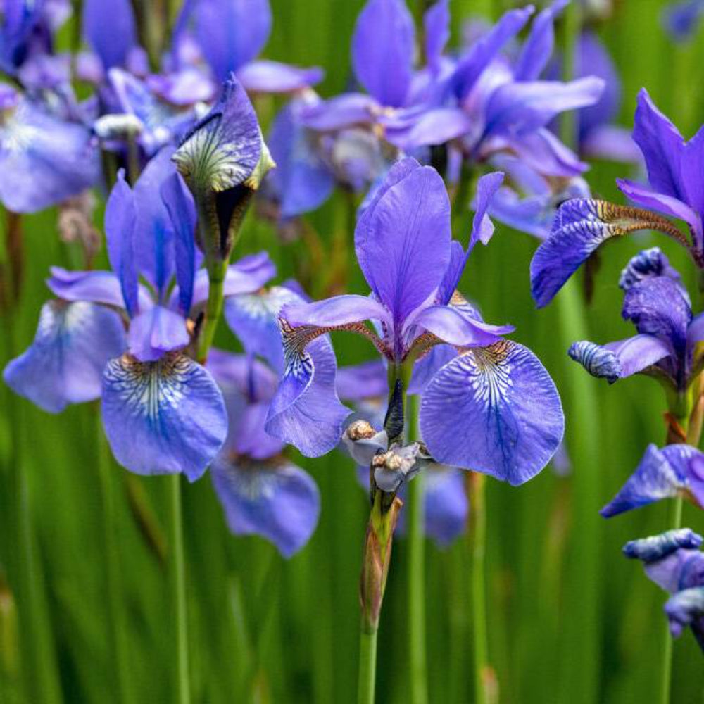 25 Blue Flag Iris Versicolor Fragrant Native Purple Yellow White Flower Seeds | www.seedsplantworld.com