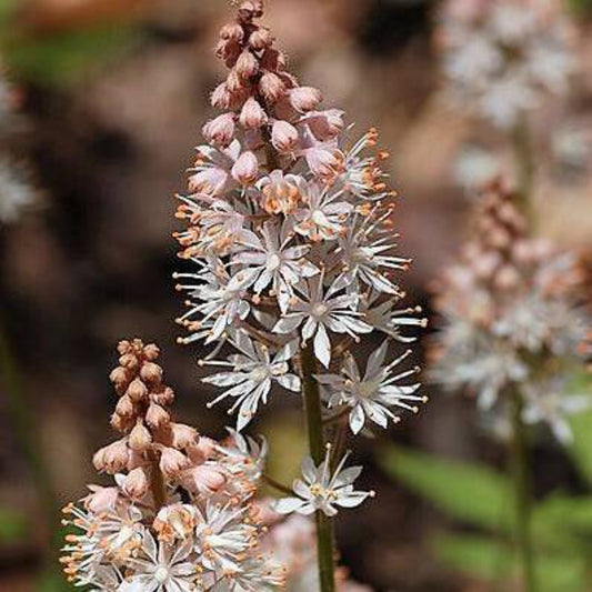 20 Heartleaf Foamflower White & Pink Tiarella Wherryi Coolwort Flower Seeds | www.seedsplantworld.com