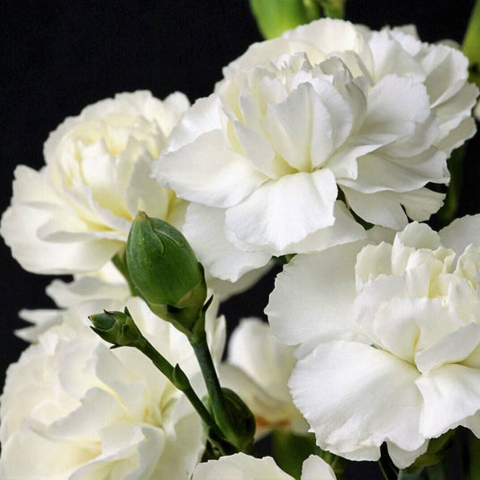 50 White Carnation Caryophyllus Grenadin Flower Seeds | www.seedsplantworld.com