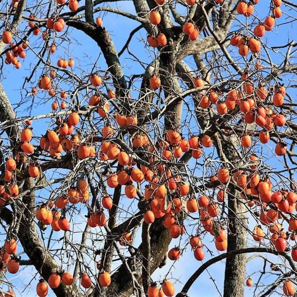 5 Japanese Persimmon Tree Seeds | www.seedsplantworld.com