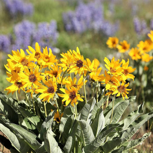 50 Arrowleaf Balsamroot Oregon Sunflower Balsamorhiza Sagittata Flower Seeds | www.seedsplantworld.com