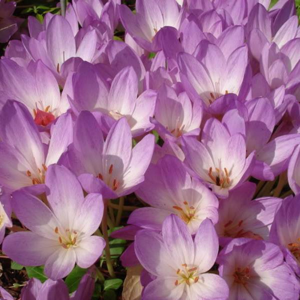 10 Autumn Crocus Colchicum Autumnale Meadow Saffron Flower Seeds | www.seedsplantworld.com