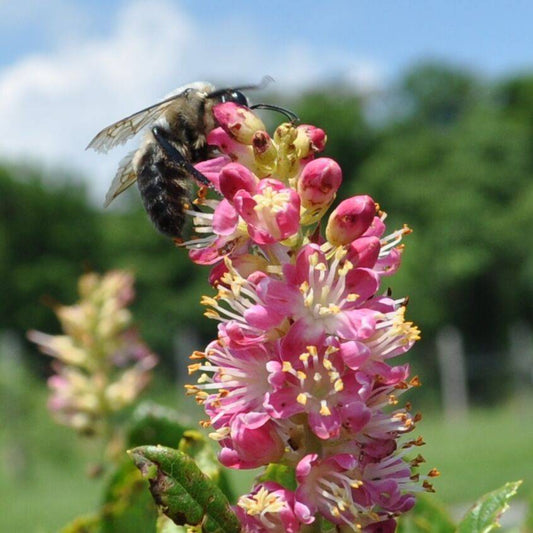 20 Pink Summersweet Bush Clethra Alnifolia Rosea Fragrant Flower Seeds | www.seedsplantworld.com