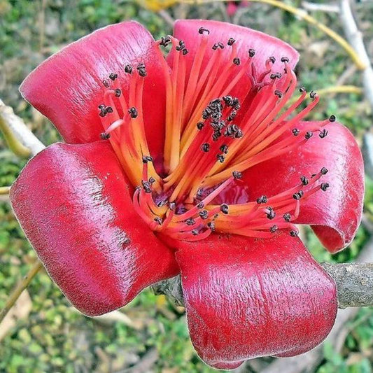 10 Red Silk Cotton Tree Bombax Ceiba Kapok Tropical Flower Seeds | www.seedsplantworld.com