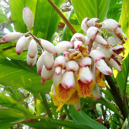 5 Kat Ginger Pink & Yellow Shell Alpinia Katsumadai Hayata Flower Seeds | www.seedsplantworld.com