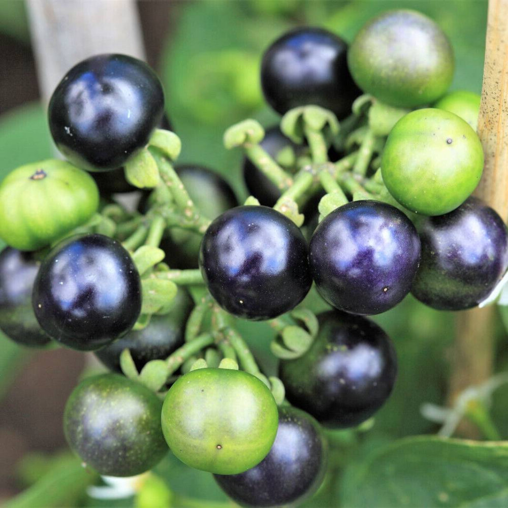 100 Garden Huckleberry Ground Cherry Solanum Melanocerasum Berry Fruit Seeds | www.seedsplantworld.com