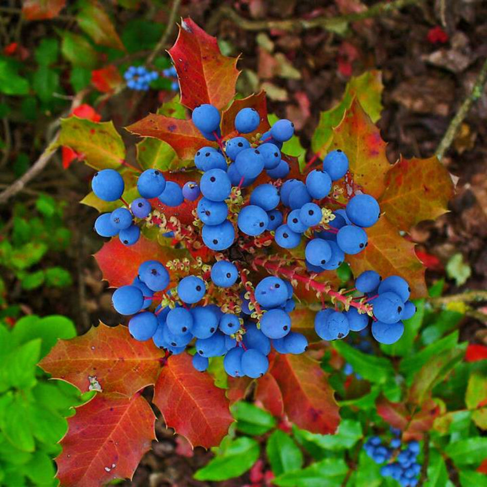 20 Oregon Grape Holly Fruit Seeds | www.seedsplantworld.com