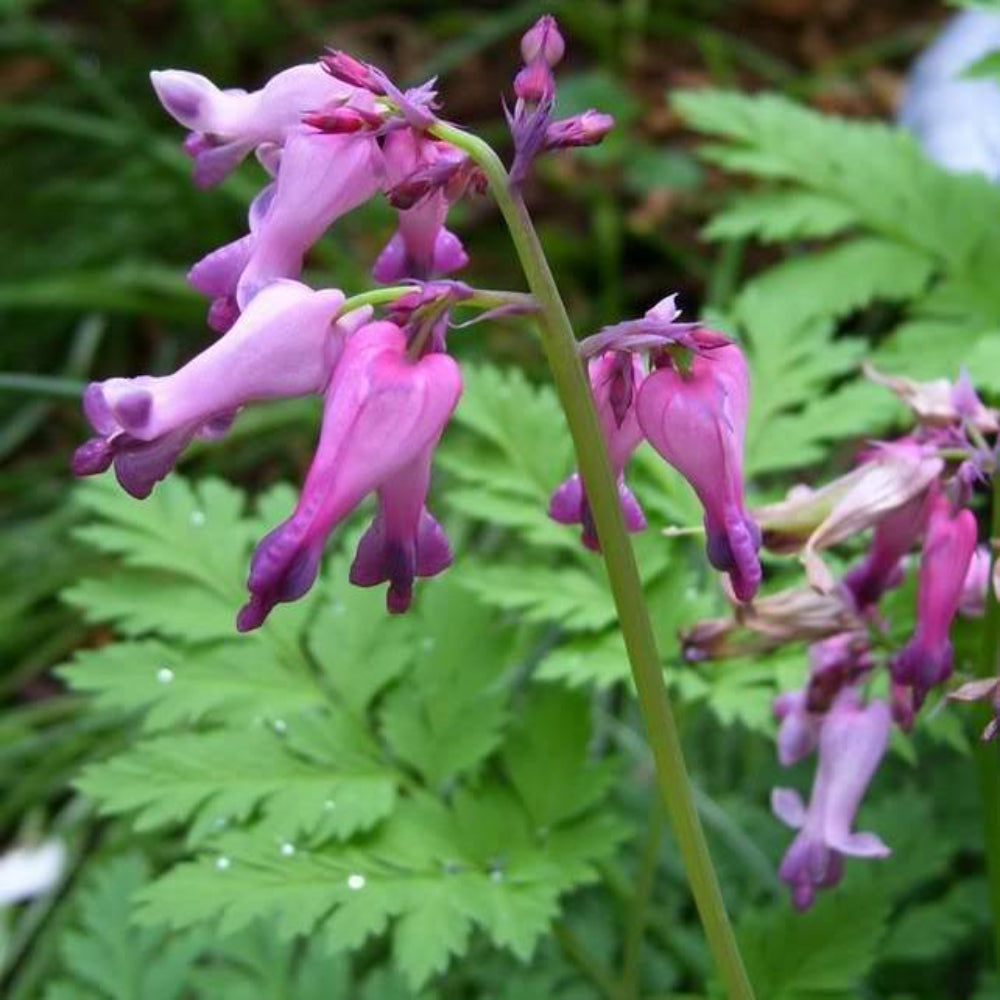 10 Fringed / Fern Leaf Bleeding Heart Dicentra Eximia Pink Flower Seeds | www.seedsplantworld.com