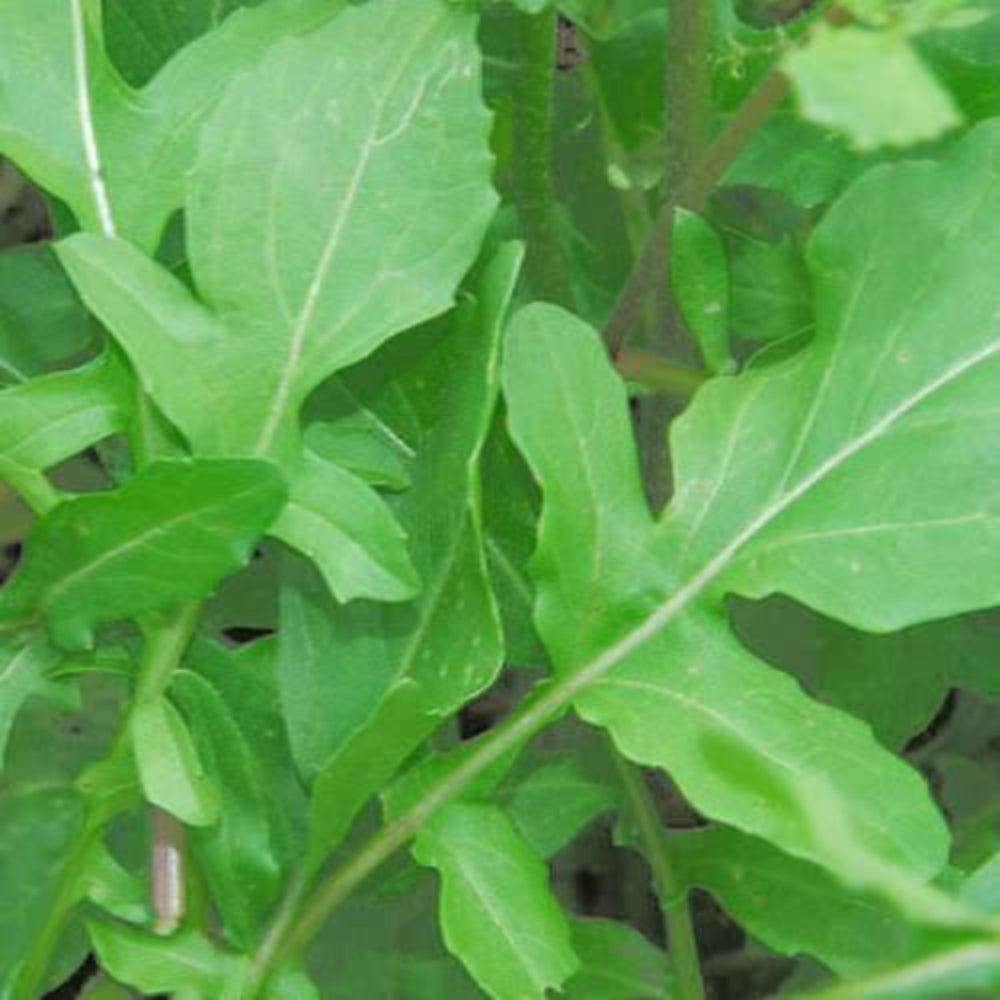 2000 Roquette Arugula Rocket / Rucola / Rugula Eruca Vegetable Herb Seeds | www.seedsplantworld.com