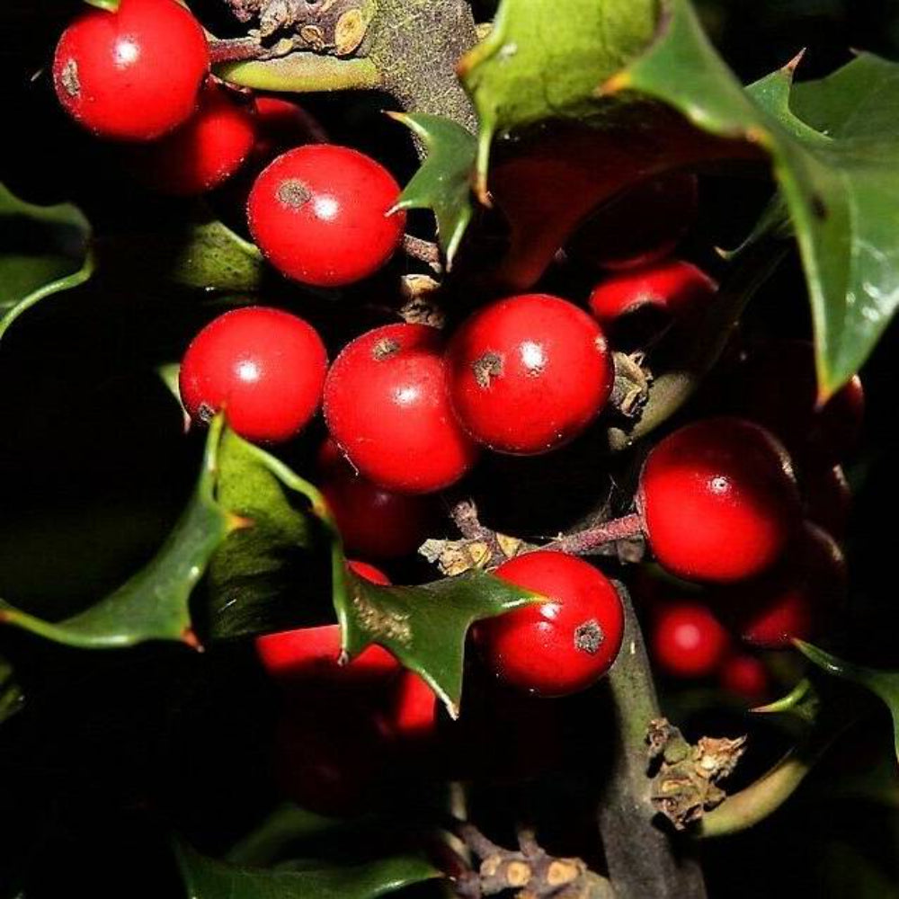 40 English Holly Ilex Aquifolium Aka European Common Holly Tree Shrub Seeds | www.seedsplantworld.com