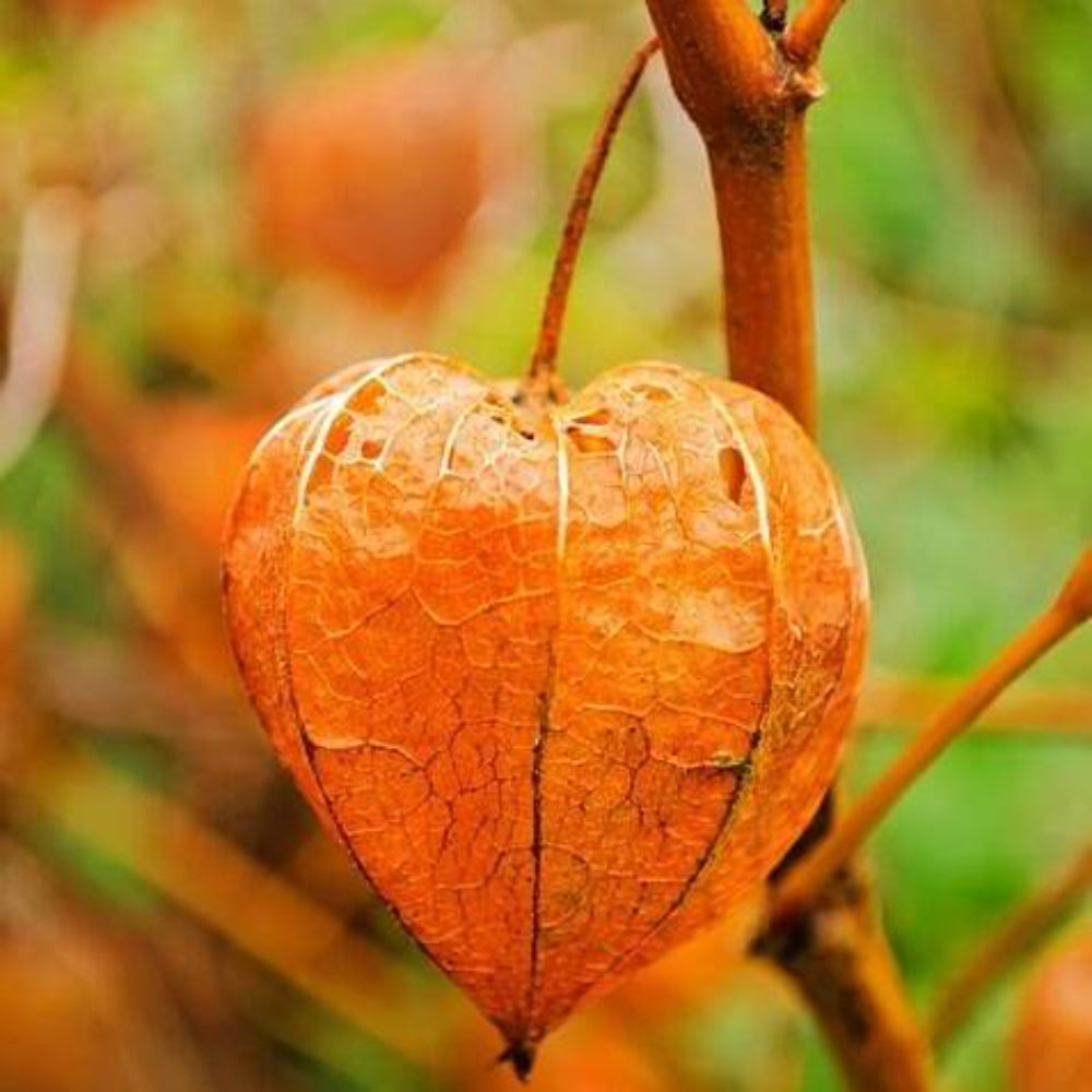 50 Peruvian Ground Cherry Physalis Peruviana Cape Gooseberry Fruit Seeds | www.seedsplantworld.com