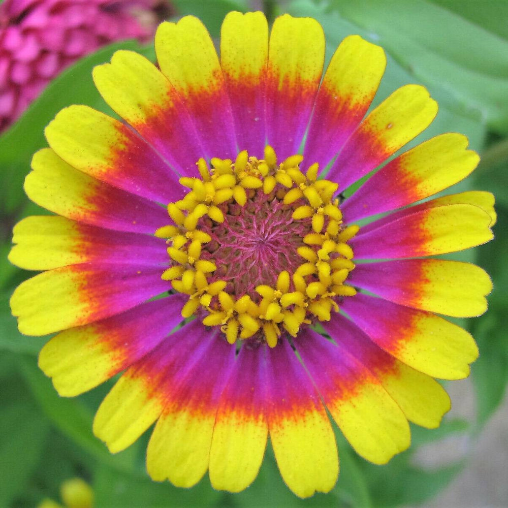 50 Carousel Mix Zinnia Elegans Carrousel Whirligig Mixed Colors Flower Seeds | www.seedsplantworld.com