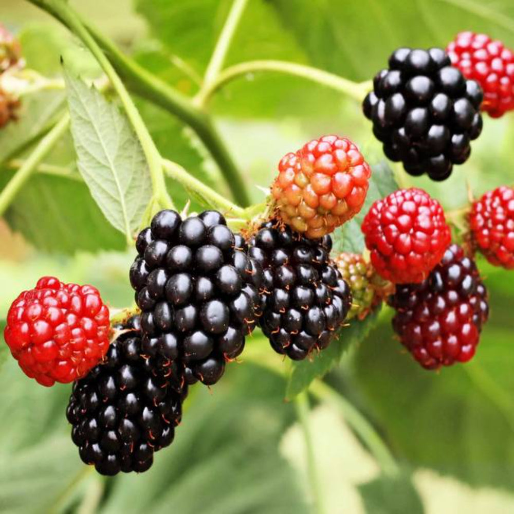 50 Whitebark Black Raspberry Western Blackcap Rubus Leucodermis Fruit Seeds | www.seedsplantworld.com