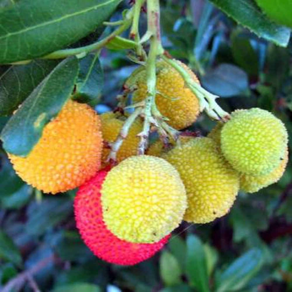 25 Strawberry Tree Edible Red Berry Tree Seeds | www.seedsplantworld.com