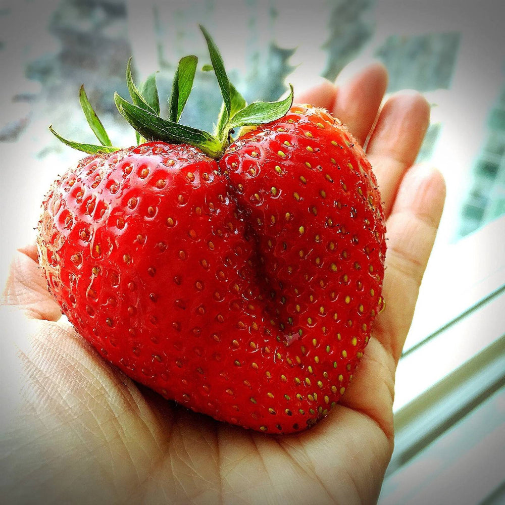 15 Giant Strawberry Fragaria Junebearing Huge Red Berry Fruit Seeds | www.seedsplantworld.com