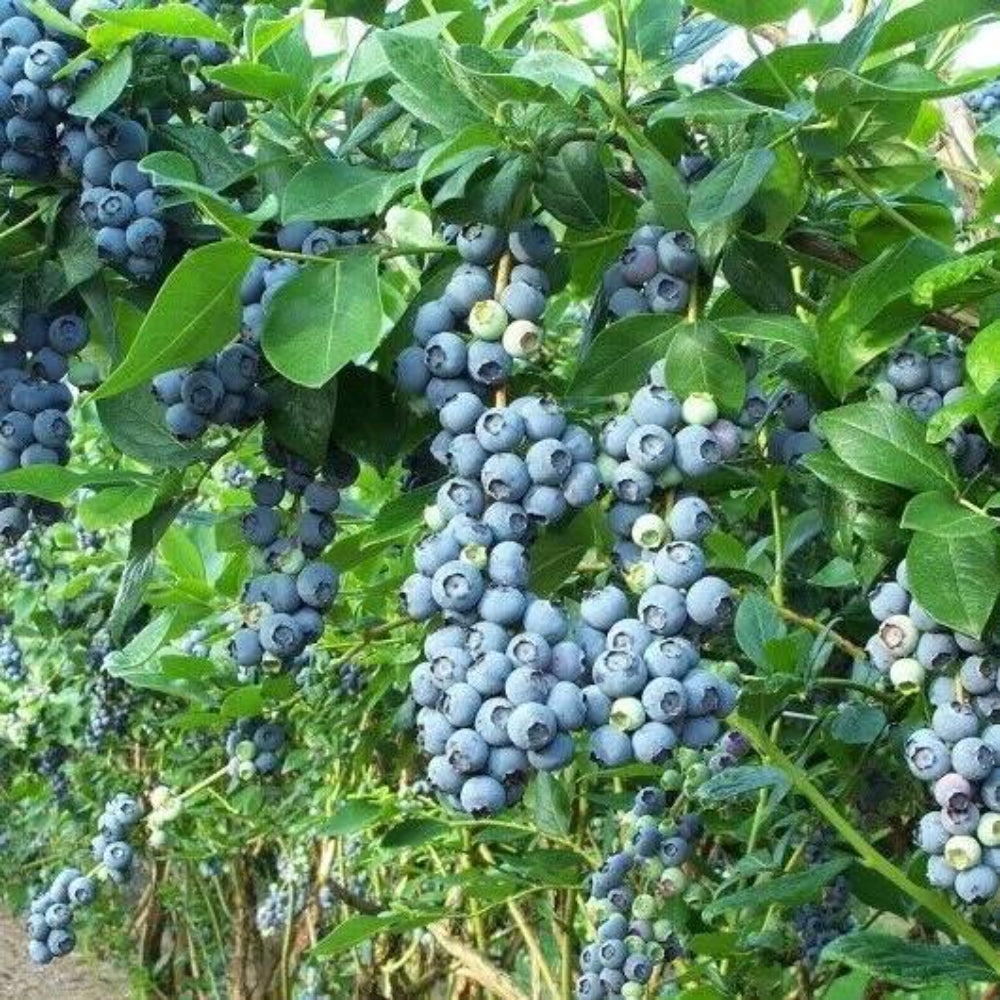 50 Northern Highbush Blueberry Bush Fruit Seeds | www.seedsplantworld.com