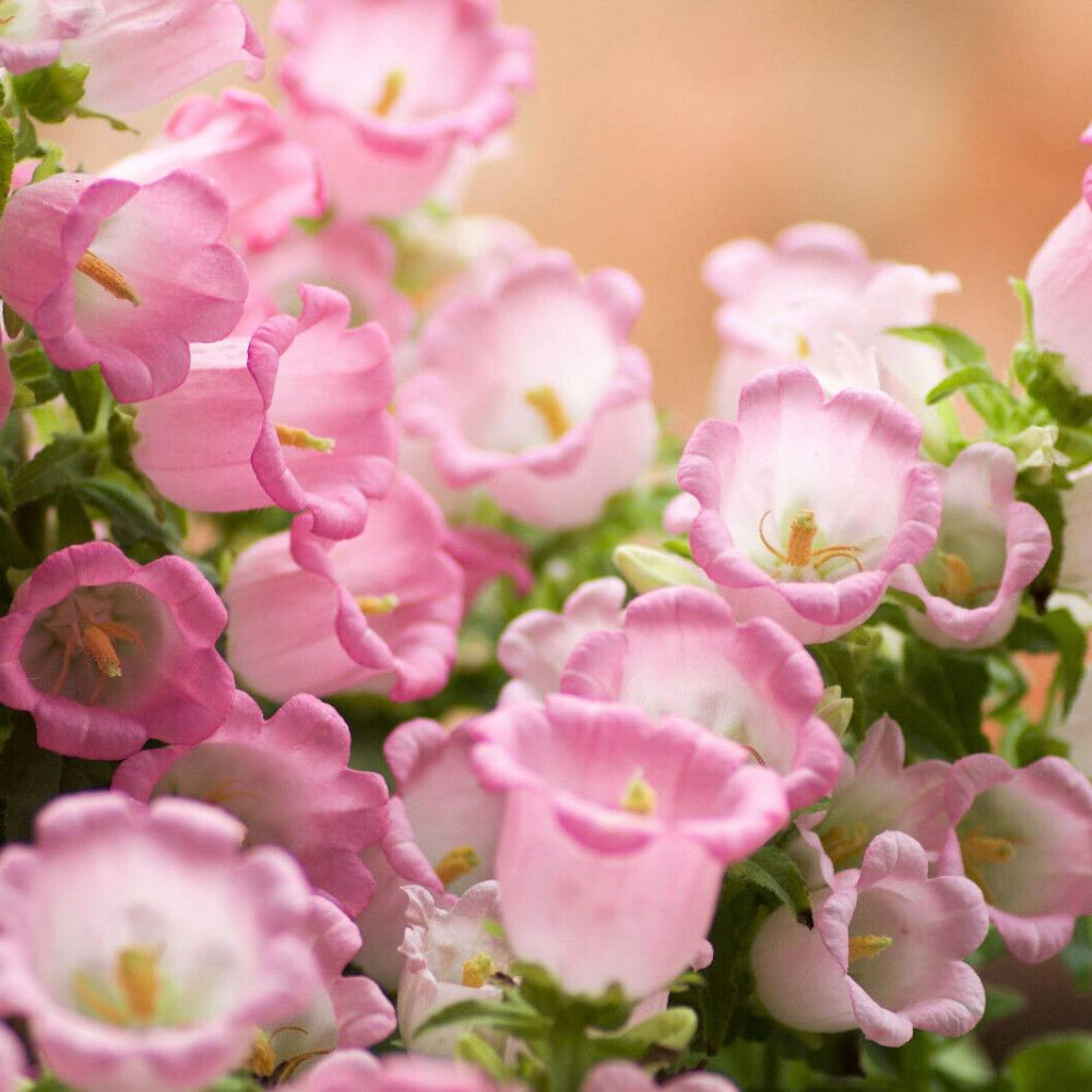 200 Rose Pink Canterbury Bells - Campanula Medium Flower Seeds | www.seedsplantworld.com