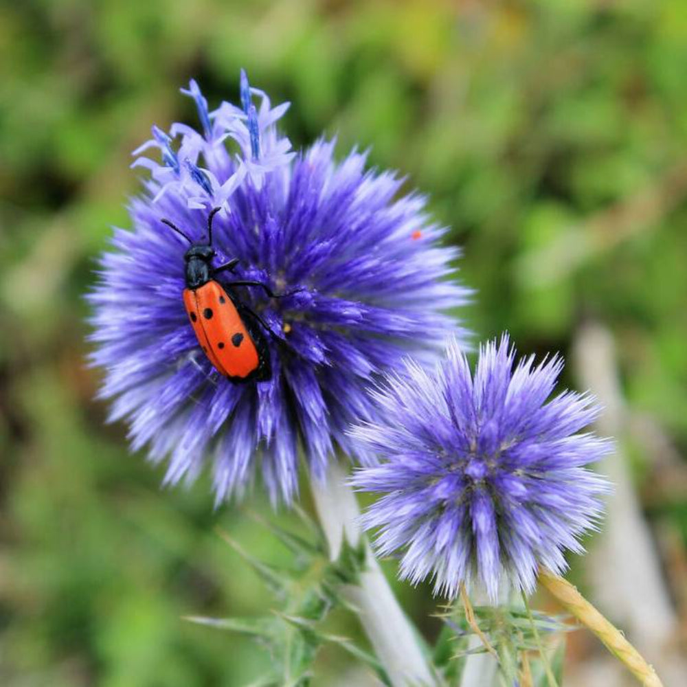 25 Blue Globe Thistle Echinops Ritro Southern Globethistle Flower Seeds | www.seedsplantworld.com