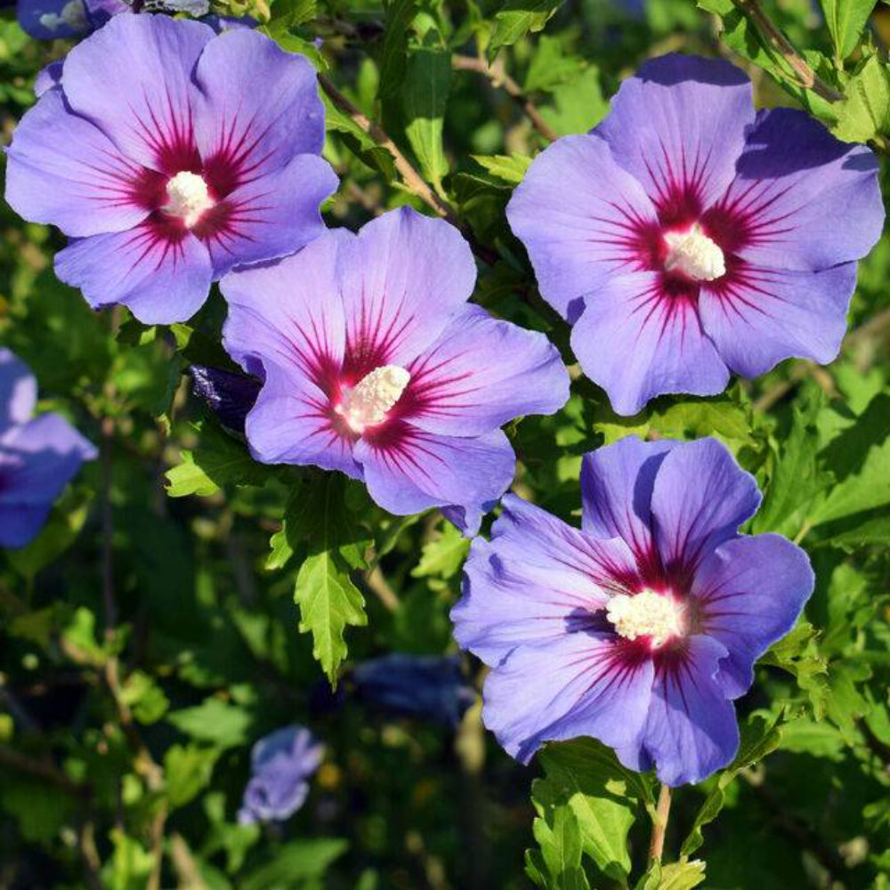 25 Purple Rose Of Sharon Hibiscus Syriacus Flower Tree Bush Seeds | www.seedsplantworld.com