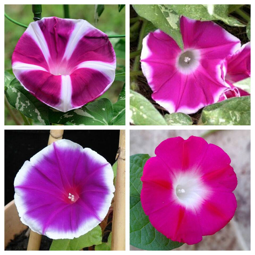 50 Mixed Japanese Morning Glory Flower Seeds | www.seedsplantworld.com