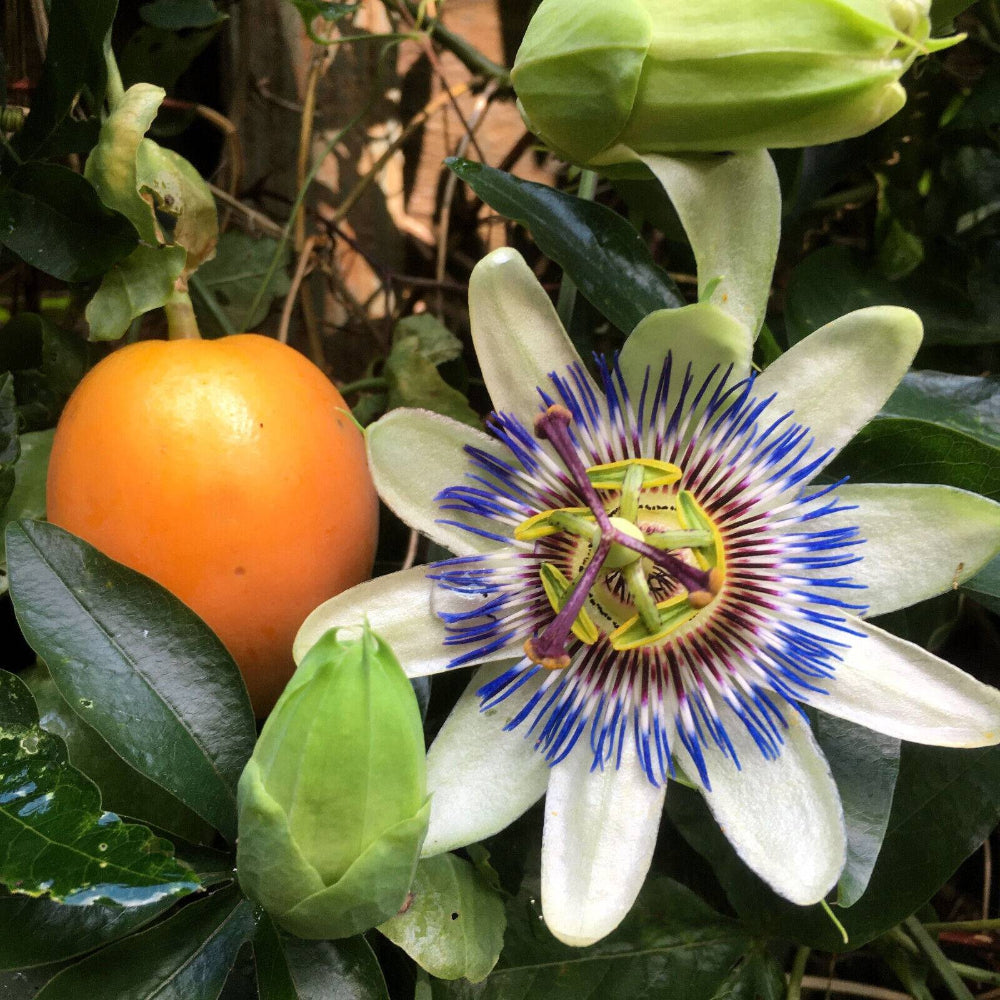 10 Blue Crown Passion Flower Fruit Passiflora Caerulea Orange Fruit Seeds | www.seedsplantworld.com