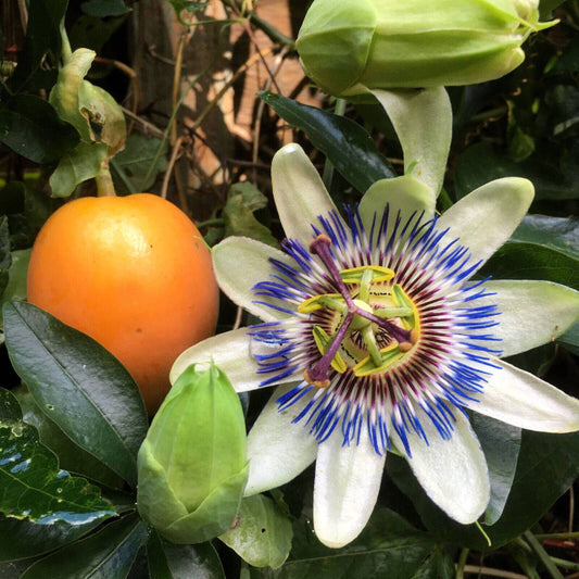 10 Blue Crown Passion Flower Fruit Passiflora Caerulea Orange Fruit Seeds | www.seedsplantworld.com