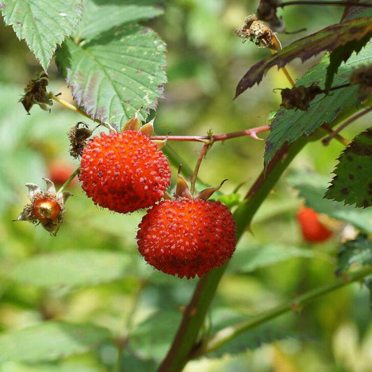 20 Australian Raspberry Queensland Atherton Rubus Probus Berry Fruit Seeds | www.seedsplantworld.com