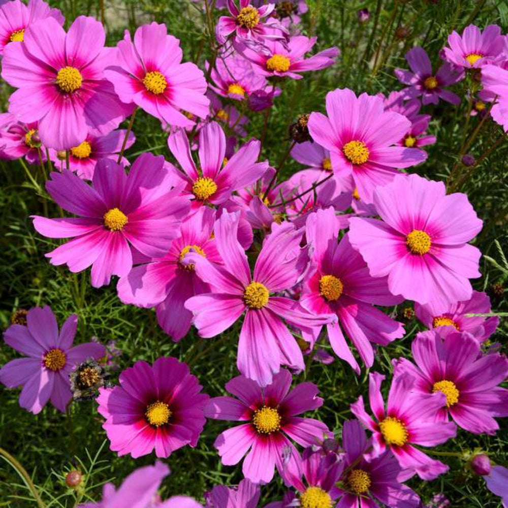 300 Gloria Cosmos Bipinnatus 2 Tone Pink Flower Seeds | www.seedsplantworld.com