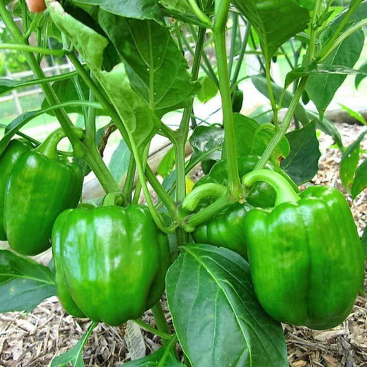 200 Big Green Bell Pepper Sweet Capsicum Annuum Vegetable Seeds | www.seedsplantworld.com