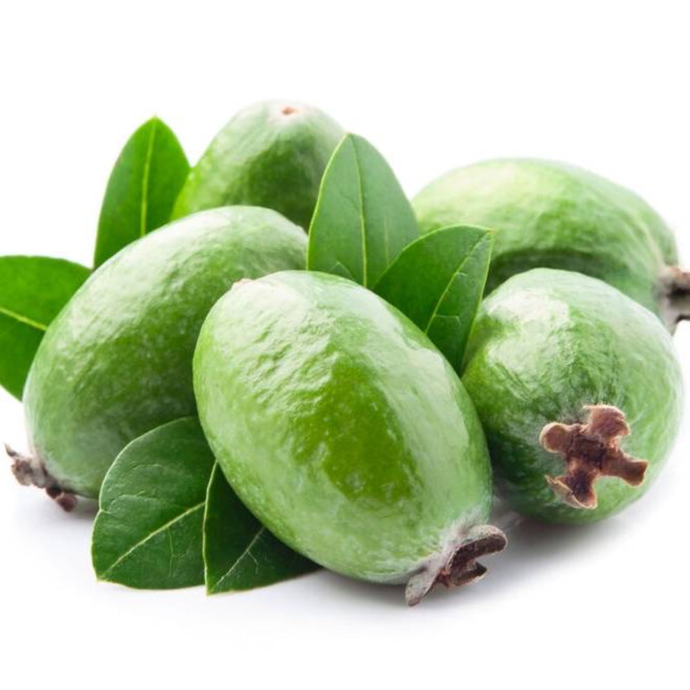 10 Pineapple Guava Fruit Seeds | www.seedsplantworld.com