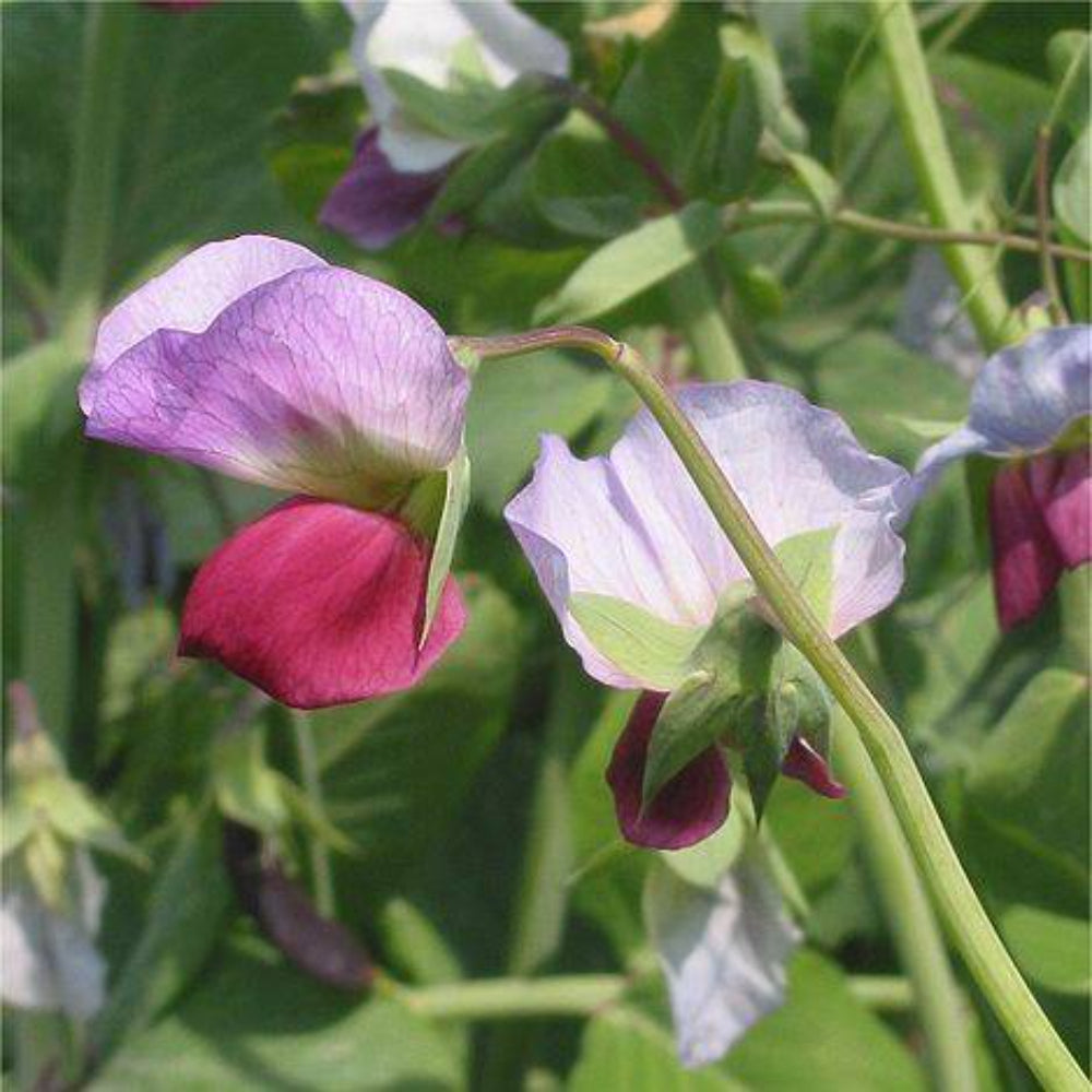 50 Austrian Winter Pea Caley Flower Seeds | www.seedsplantworld.com