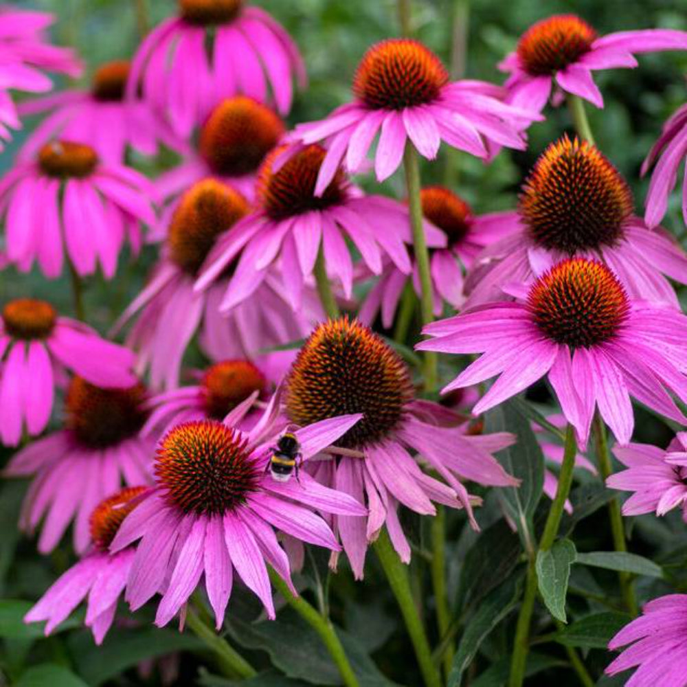 1000 Purple Coneflower Echinacea Purpurea Flower Seeds | www.seedsplantworld.com