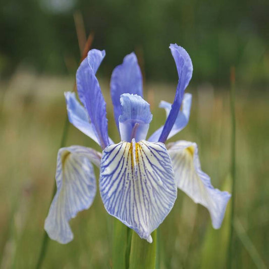 50 Missouri Iris Missouriensis Rocky Mountain Blue Purple Yellow Flower Seeds | www.seedsplantworld.com